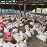 Norbugang’s livestock farmers struggle as prices plunge