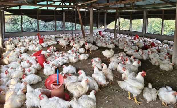 Norbugang’s livestock farmers struggle as prices plunge