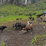 Livestock department continues vigilance post Lumpy Skin Disease