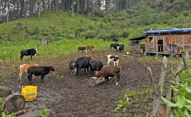 Livestock department continues vigilance post Lumpy Skin Disease