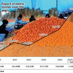 Mandarin exports rebound