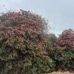 Rhododendron blooming patterns shift in Merak and Sakteng