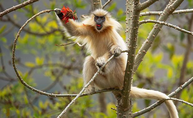 Saving the sacred monkey