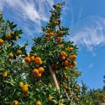 Advance payments leave mandarin suppliers facing losses