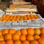Mandarin exports hit Nu 679.88 million