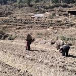 Organic project boosts yield and income in Chanachen
