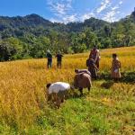 Pachu hosts first harvest festival to promote community -based tourism