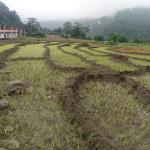 Dry spell and water shortage hinder paddy cultivation in Thangchhenang