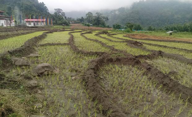Dry spell and water shortage hinder paddy cultivation in Thangchhenang