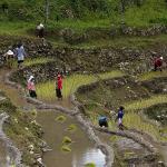 Fewer hands in field over the years, rice production in steep decline