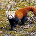 NCD launches second 10-year strategy to protect endangered red panda