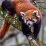 གནས་ཚུལ་མདོར་བསྡུས།