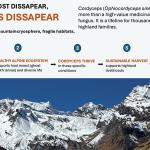 Himalayan gold, shifting ground: Beyond harvest