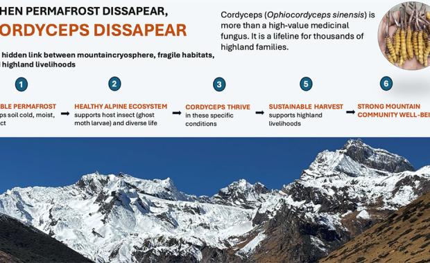 Himalayan gold, shifting ground: Beyond harvest