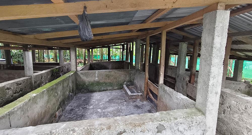ASF outbreak wipes out pig farms in Norbugang, exposes insurance gap