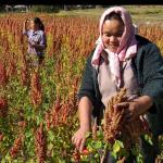 Quinoa project cuts rice consumption in hospital and schools