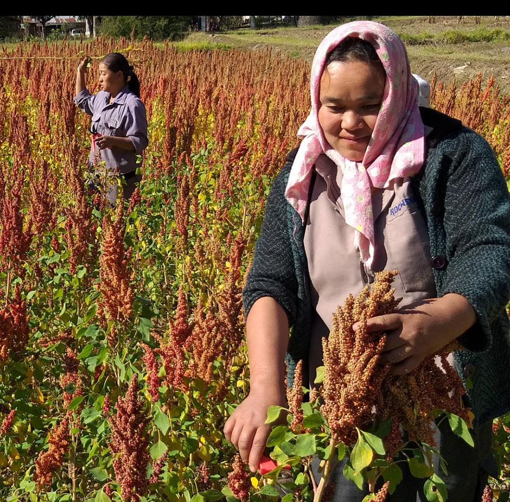 Quinoa project cuts rice consumption in hospital and schools