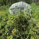 Vegetable and spice harvest exceeds 33,000 MT last year