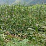 Crop and livestock insurance makes slow progress in attracting farmers