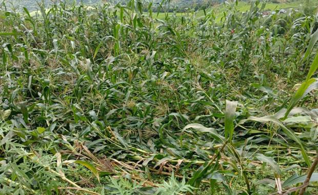 Crop and livestock insurance makes slow progress in attracting farmers
