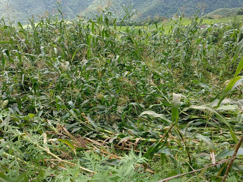 Crop and livestock insurance makes slow progress in attracting farmers