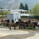 Thimphu’s stray horse problem points to missing roads, not rules