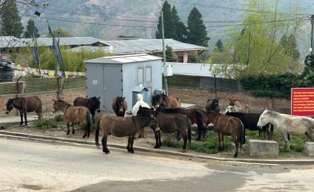 Thimphu’s stray horse problem points to missing roads, not rules