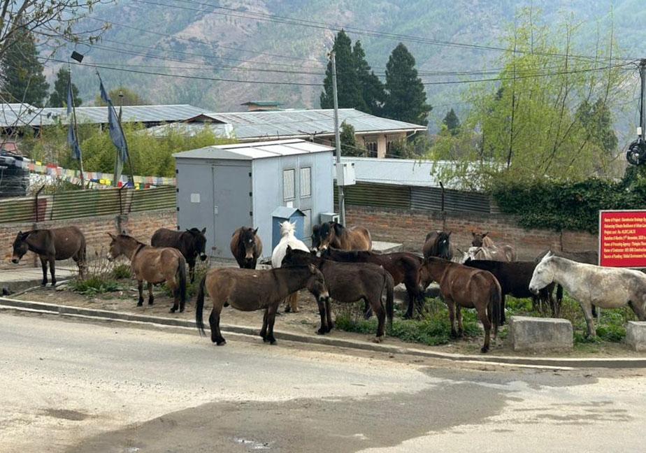 Thimphu’s stray horse problem points to missing roads, not rules