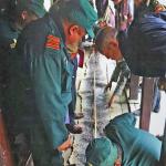 Wildlife offences fall, but timber extraction remains dominant