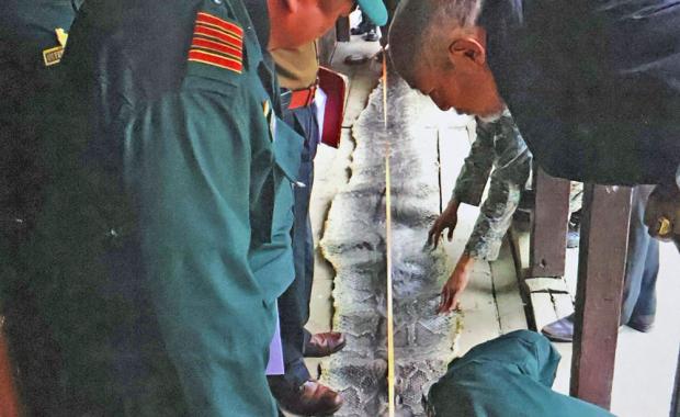 Wildlife offences fall, but timber extraction remains dominant