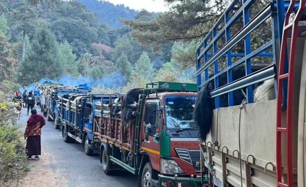 སེམས་ཅན་ཚེ་ཐར་ཚོགས་པ་གིས་ གཡག་༨༦ སྲོག་སྐྱབས་འབད་ཡོདཔ།