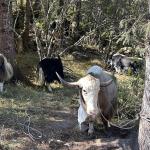 Semchen Tsethar Tshogpa rescues 31 yaks from slaughter