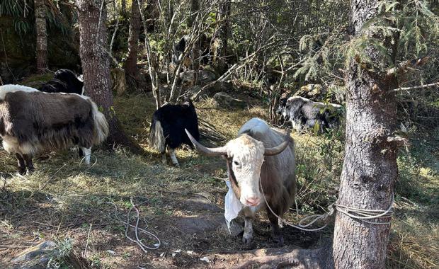 Semchen Tsethar Tshogpa rescues 31 yaks from slaughter