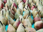 pear1