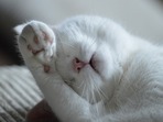 yawn