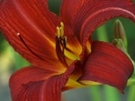 flo