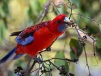 parrot