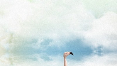 swan