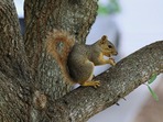 squirel