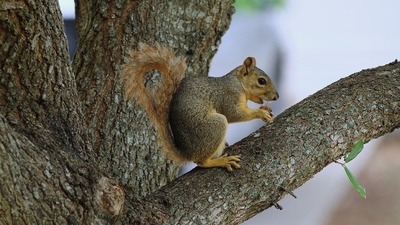 squirel