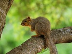 squirrel