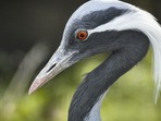 swan