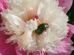 white flower