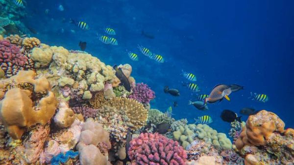 Lakshadweep Emerges as India’s Preferred Luxury Beach Escape Lakshadweep Emerges as India’s Preferred Luxury Beach Escape