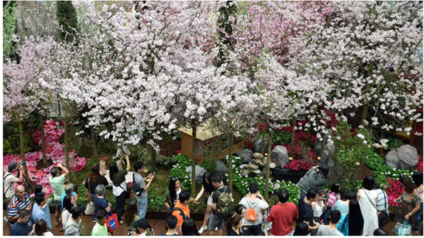Top Flower Festivals to Visit Worldwide in April 2026