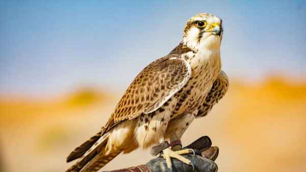 Saudi Arabia's Falcon Auction Offers Unique Cultural Experience Saudi Arabia's Falcon Auction Offers Unique Cultural Experience