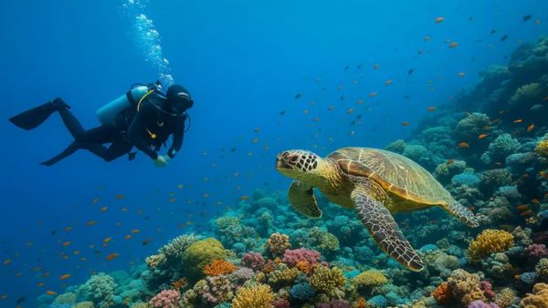 Top Scuba Diving Destinations to Explore in India Top Scuba Diving Destinations to Explore in India