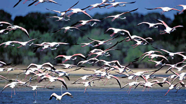 Sri Lanka's Yala National Park Limits Tourism As Drought Threatens Wildlife