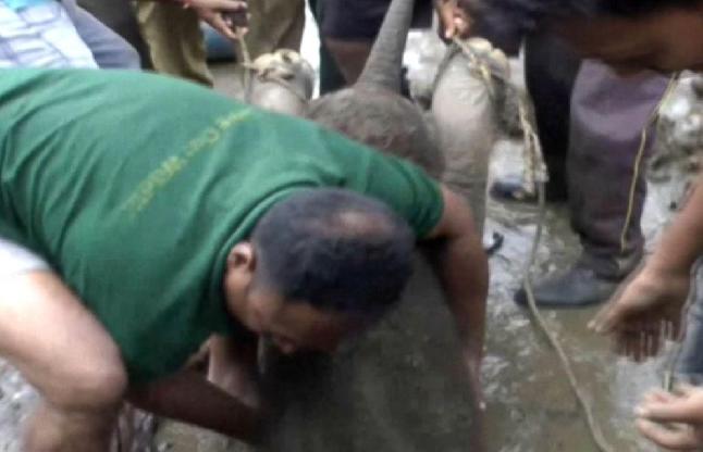 VIDEO: नाले में गिरे हाथी के बच्चे को लोगों ने कुछ इस तरह बचाया VIDEO: नाले में गिरे हाथी के बच्चे को लोगों ने कुछ इस तरह बचाया