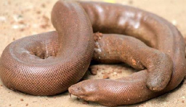 BMW से भी ज्यादा कीमती है यें Snake , देता है एड्स जैसी बीमारी से छुट्टी
